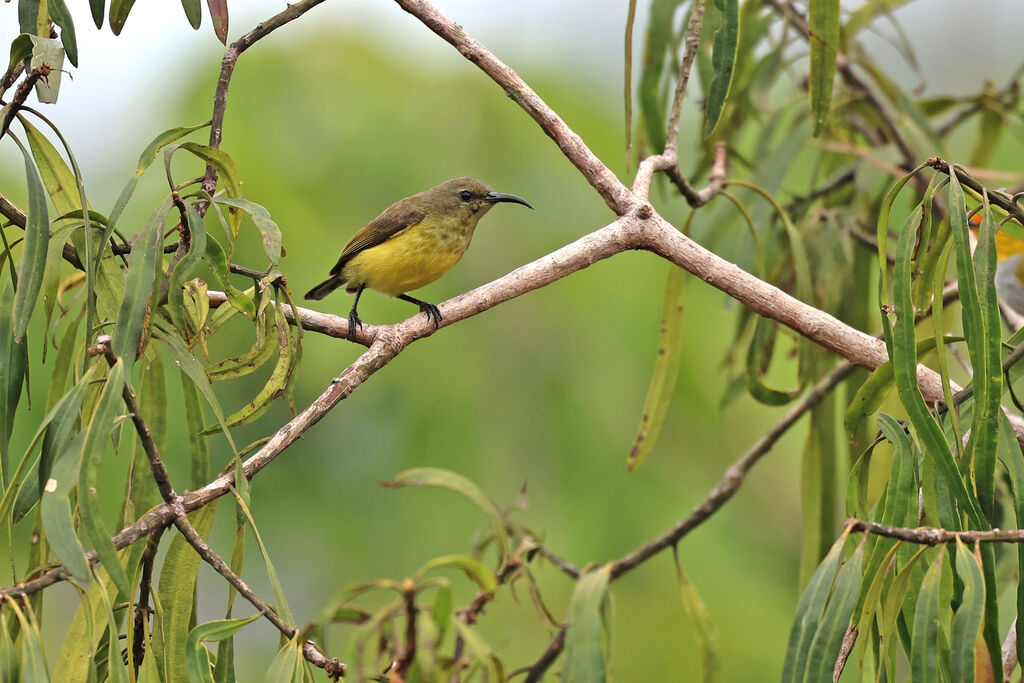 Apricot-breasted Sunbird male immature