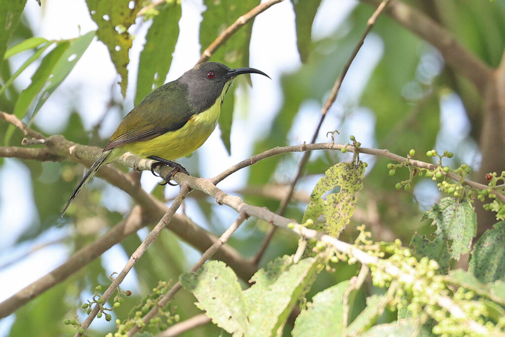 Souimanga des T'bolis mâle adulte