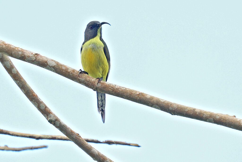 Souimanga des T'bolis