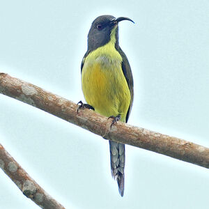 Souimanga des T'bolis