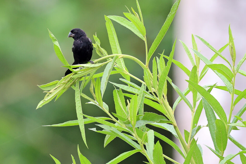 Sporophile à bec fort mâle adulte