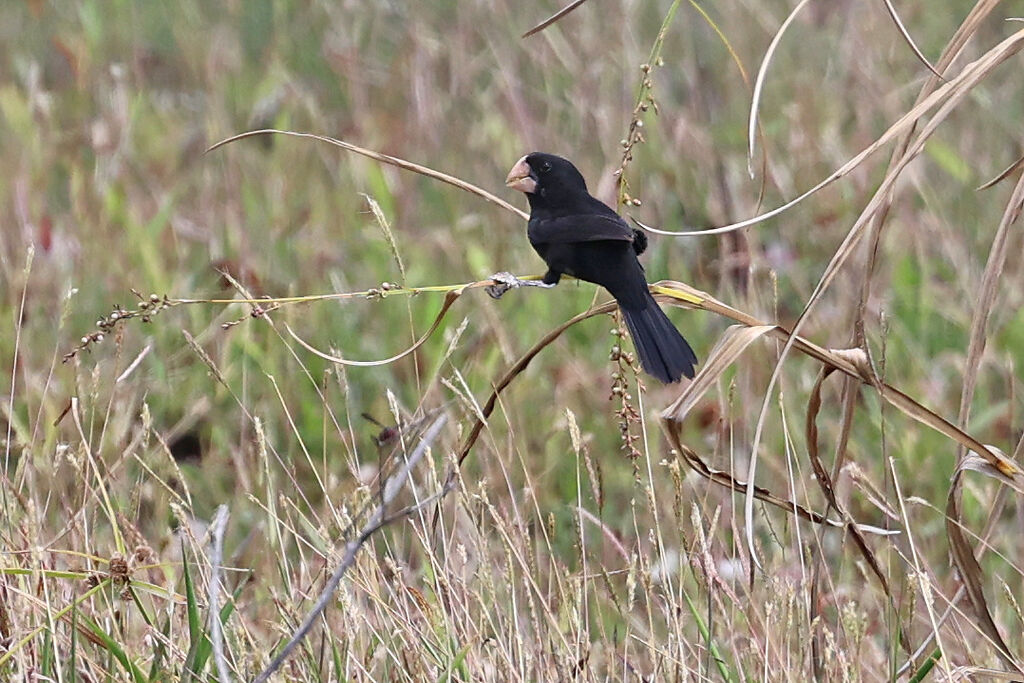 Nicaraguan Seed Finch male adult