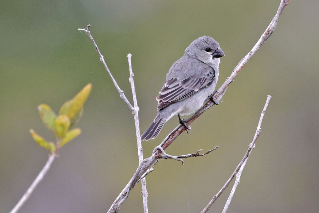 Plumbeous Seedeater male adult