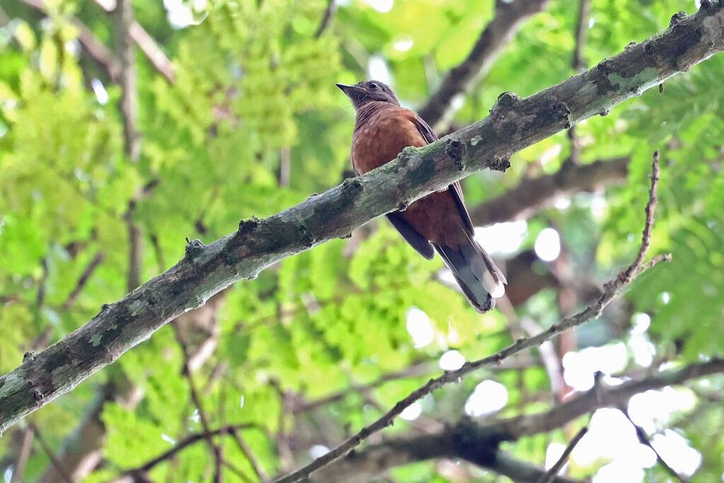 Finsch's Rufous Thrushadult