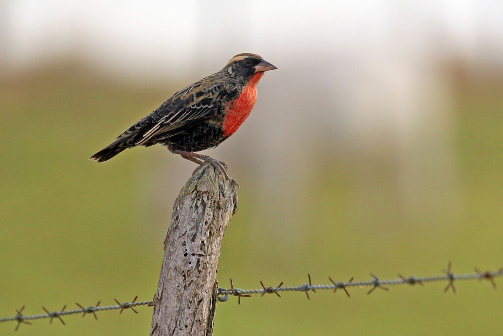 White-browed Meadowlark male