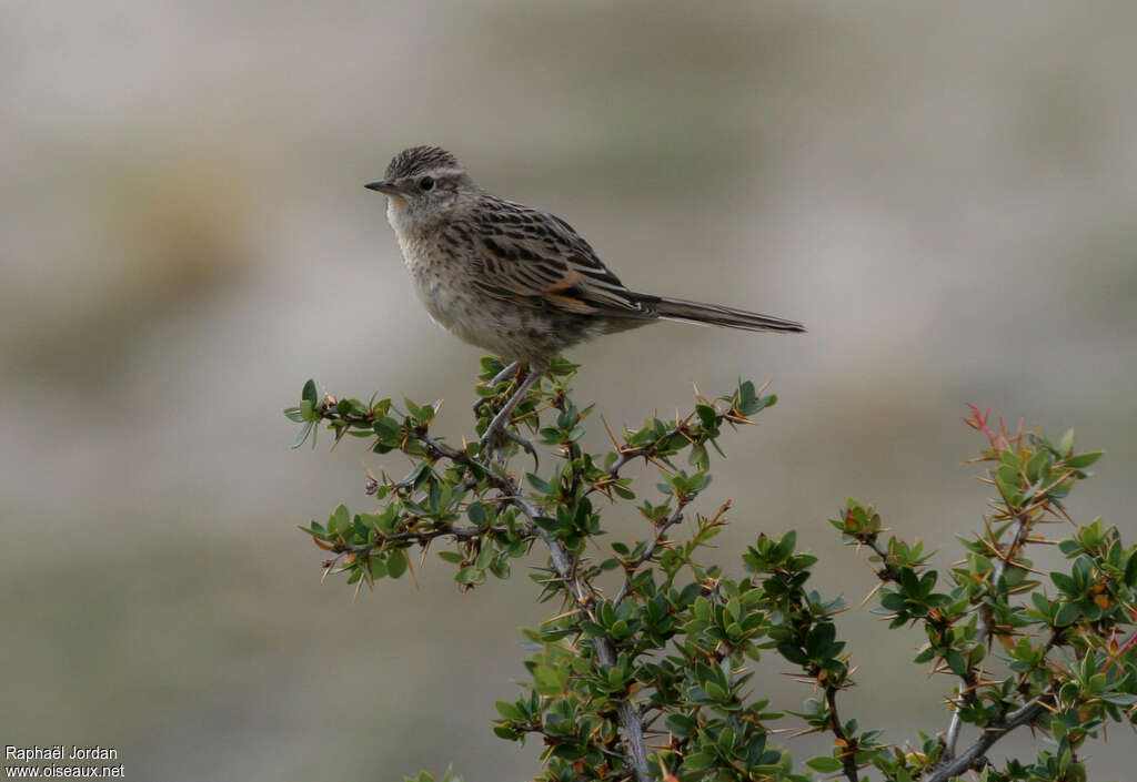 Synallaxe australadulte, identification