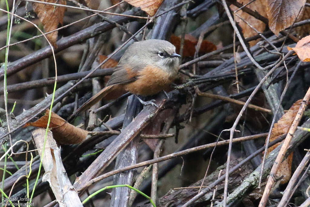 Synallaxe de Zimmeradulte, identification