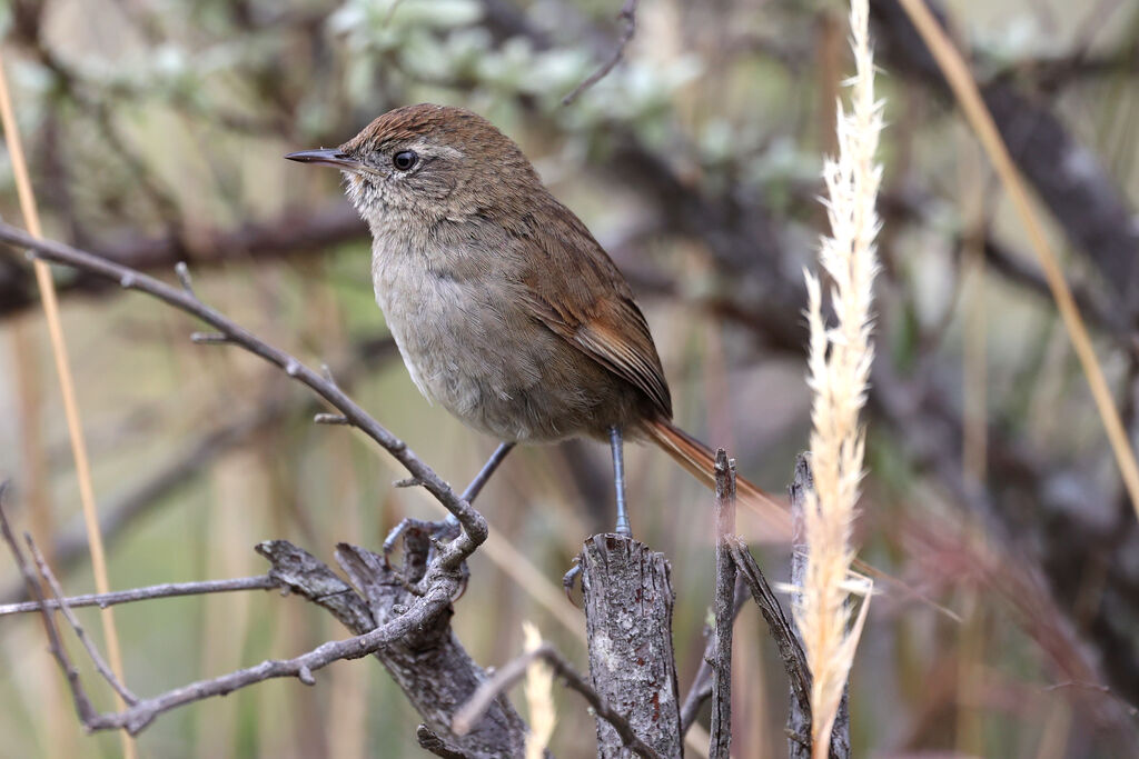 Synallaxe des Periya - Synallaxe de la Perija