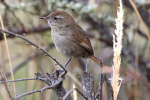 Synallaxe des Periya