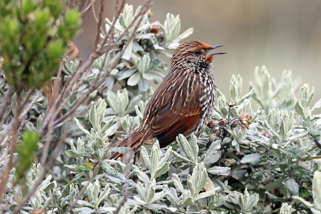 Synallaxe flamméadulte, chant