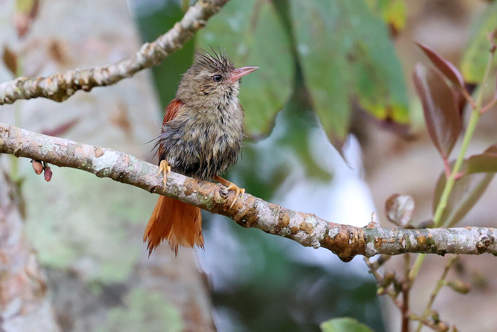 Synallaxe huppéadulte