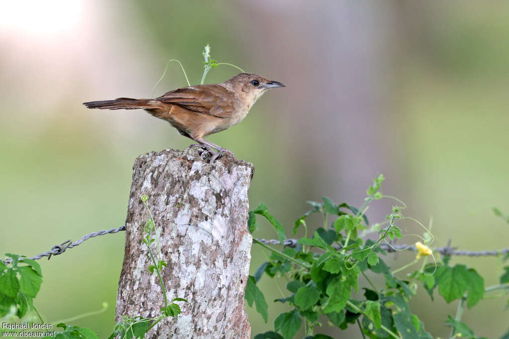 Synallaxe sobre - Synallaxe blafard<br />adulte