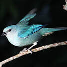 Tangara à épaulettes bleues