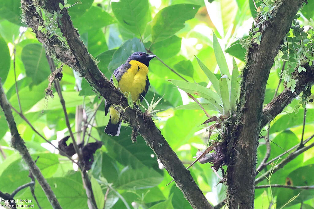 Tangara jaune et bleu