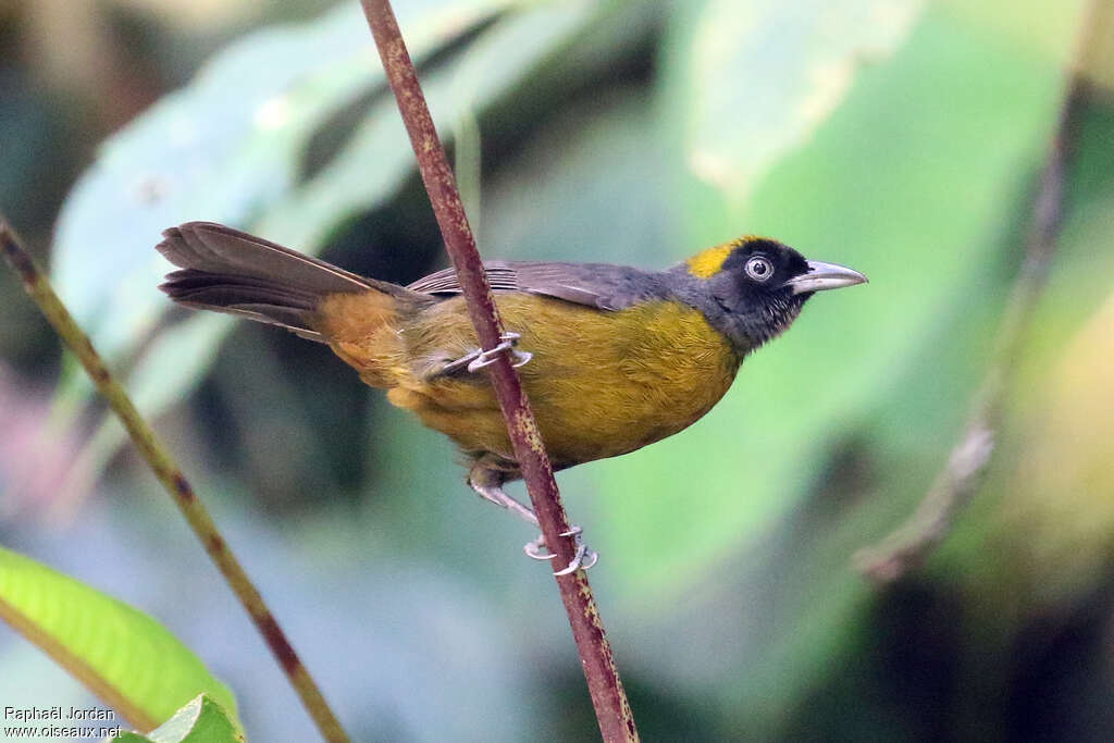 Dusky-faced Tanageradult, pigmentation
