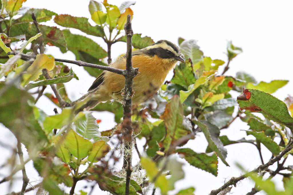 Tangara trifasciéadulte
