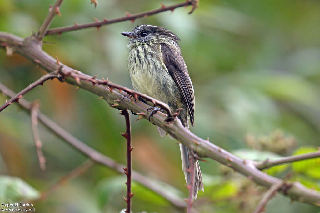 Taurillon agileadulte, identification