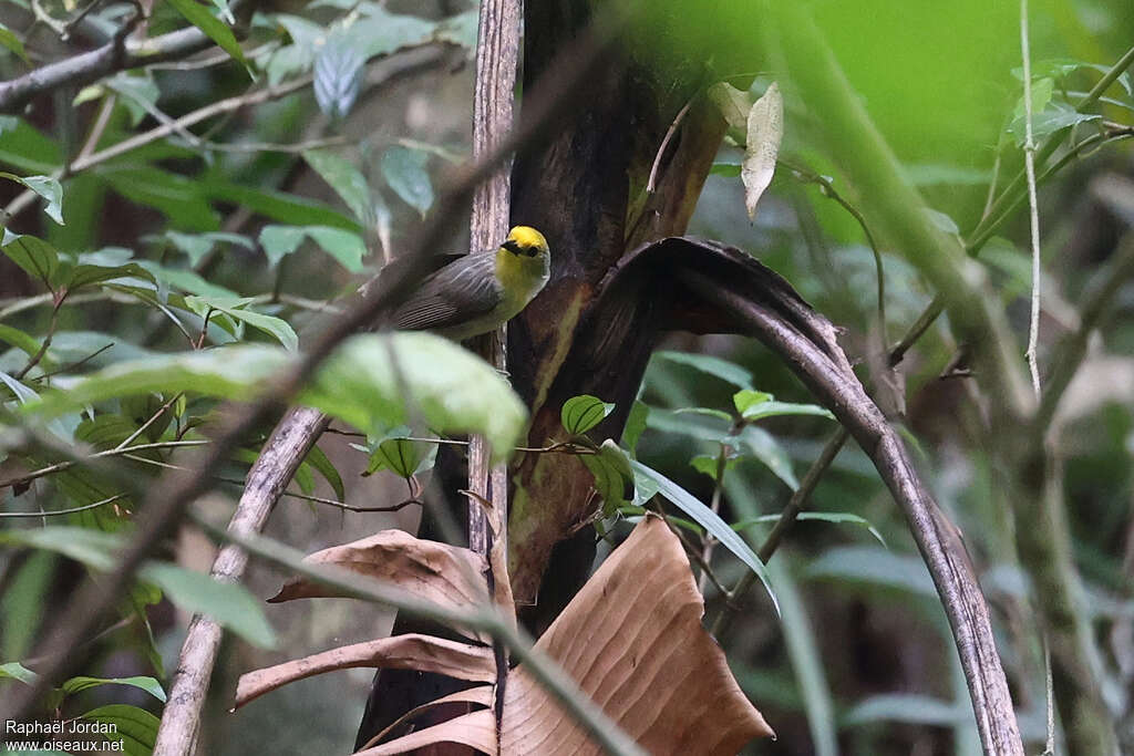 Golden-crowned Babbler
