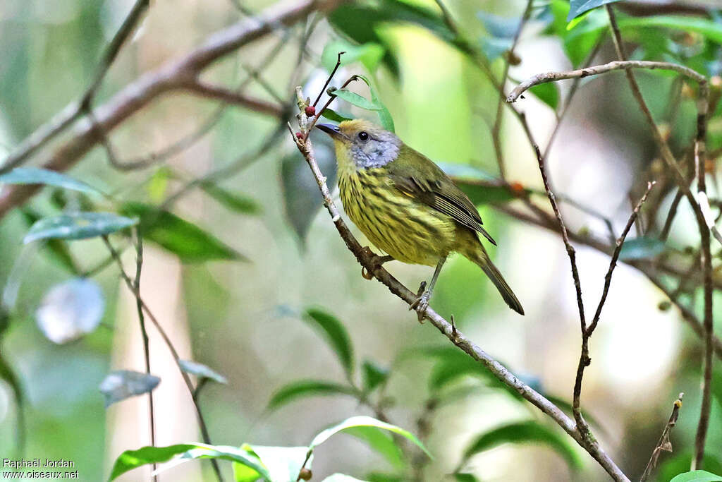Palawan Striped Babbler, identification