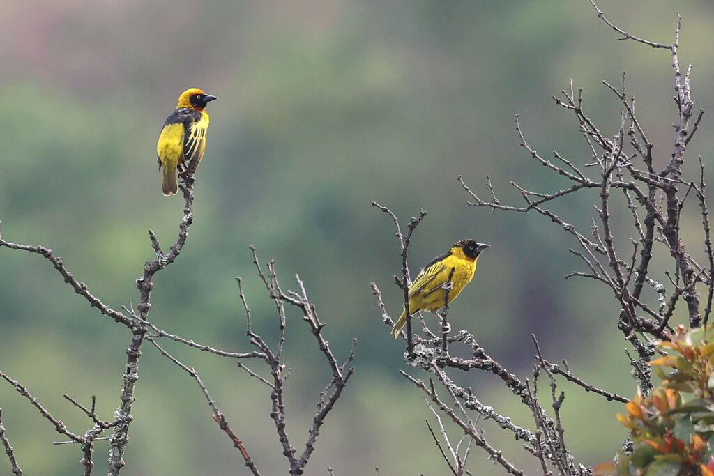 Black-chinned Weaver