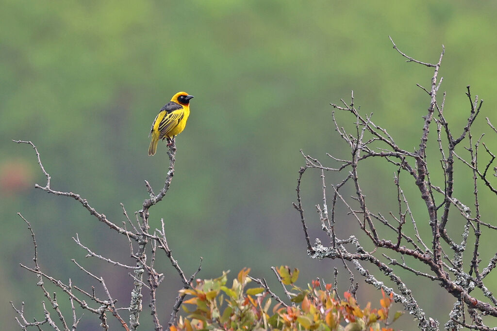 Black-chinned Weaver