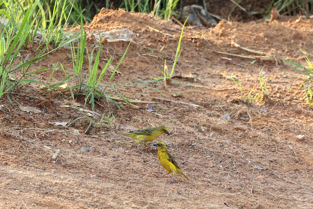 Tisserin de Bocage mâle adulte