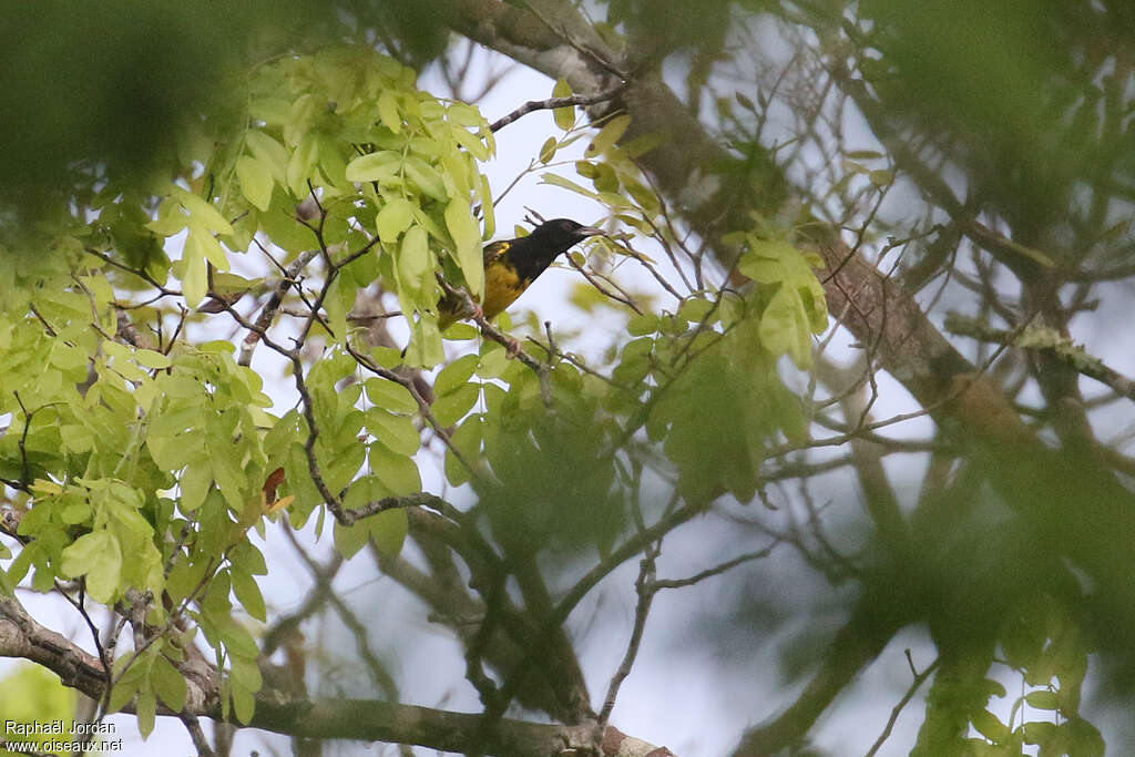 Kilifi Weaver male adult transition, identification
