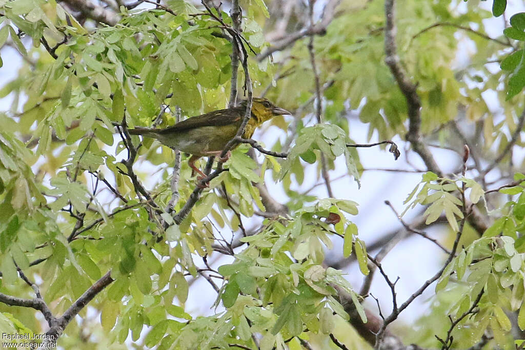 Kilifi Weaver female adult, identification