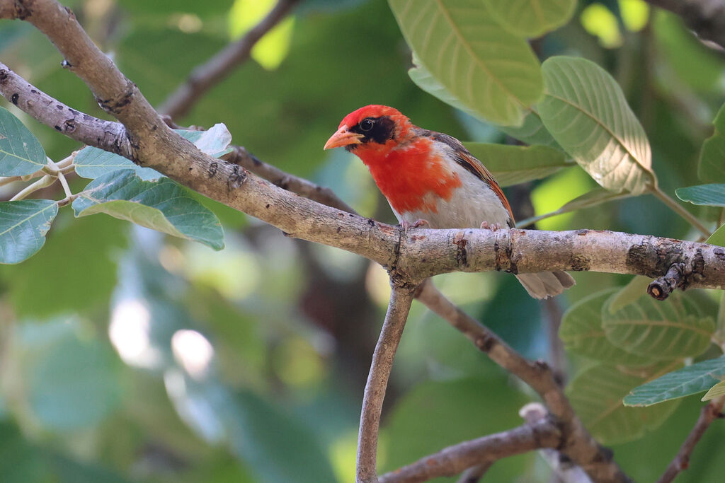 Red-headed Weaver