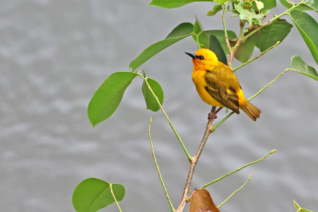 Orange Weaver male adult breeding