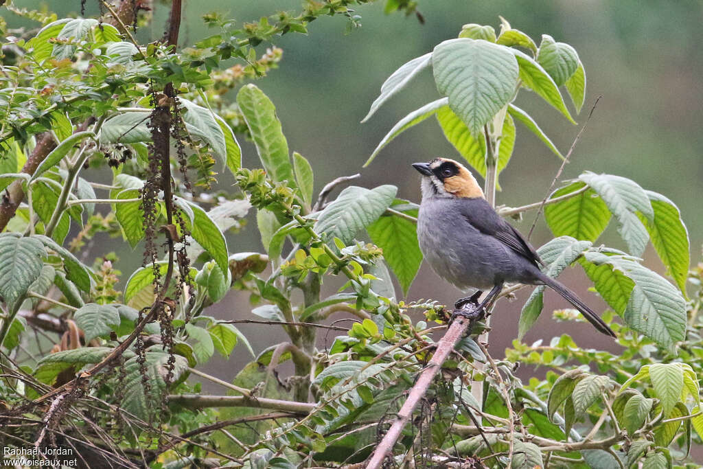 Black-spectacled Brushfinchadult, identification