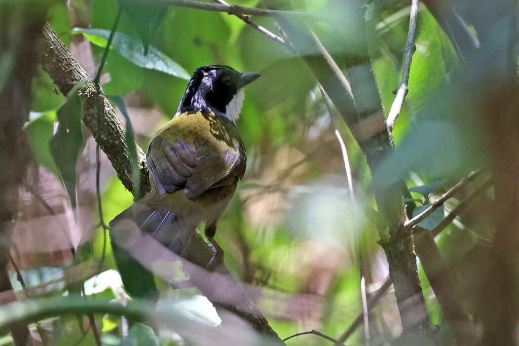 Costa Rican Brushfinchadult