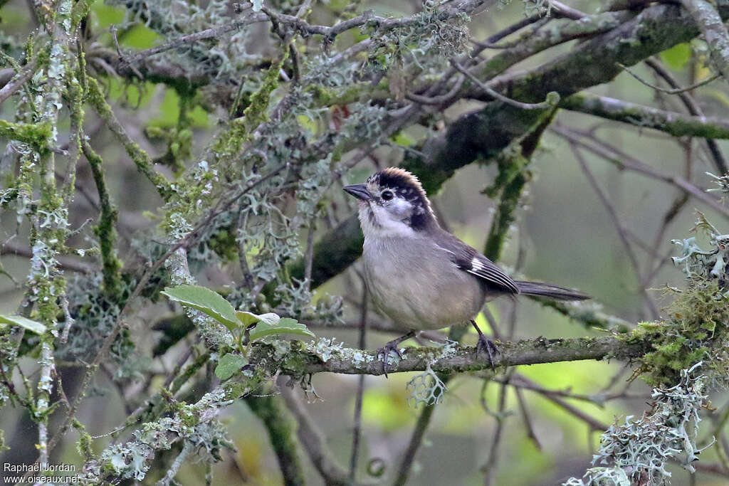 Tohi leucoptèreadulte, identification