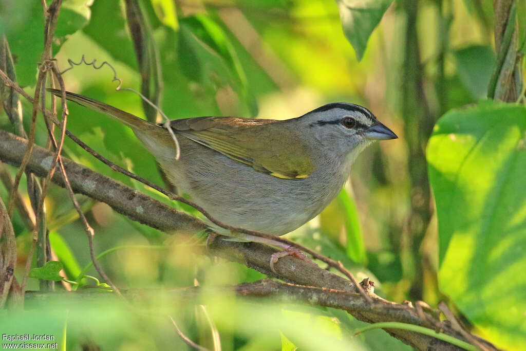 Black-striped Sparrowadult, identification