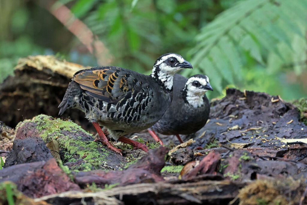 Grey-breasted Partridgeadult
