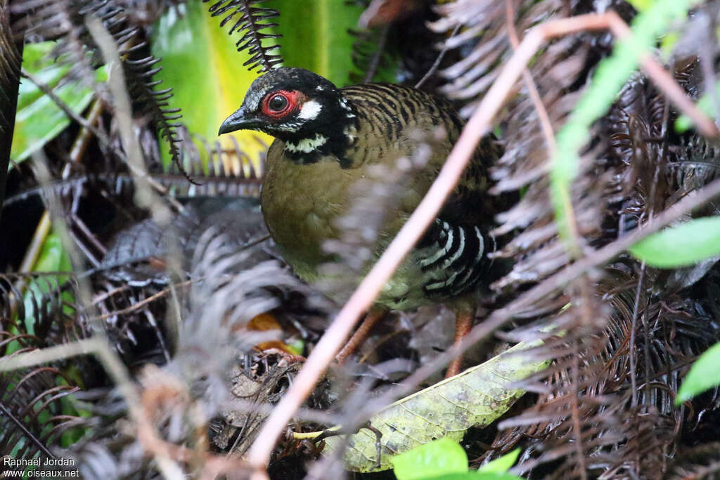 Roll's Partridgeadult, identification