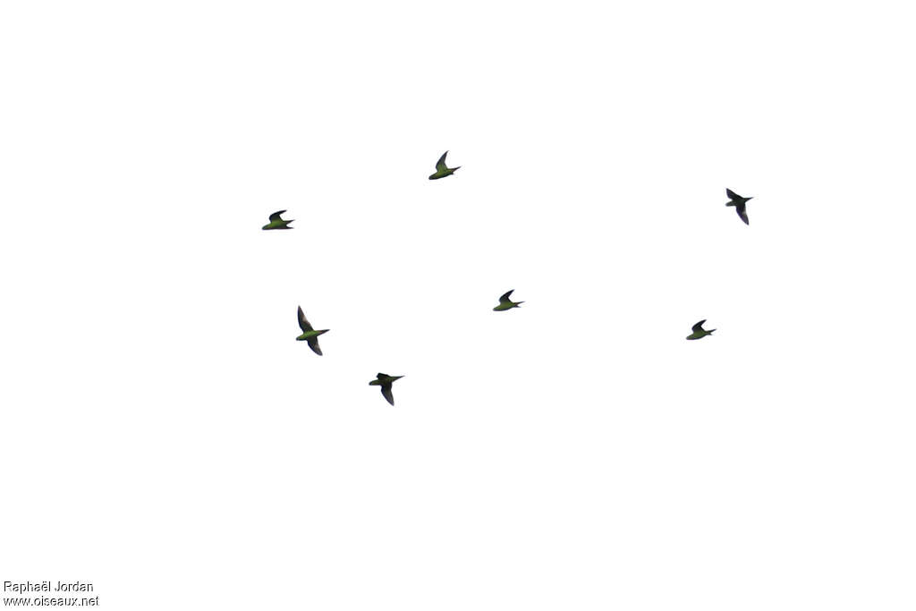 Barred Parakeet