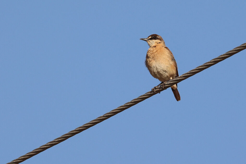Buff-breasted Wheatear