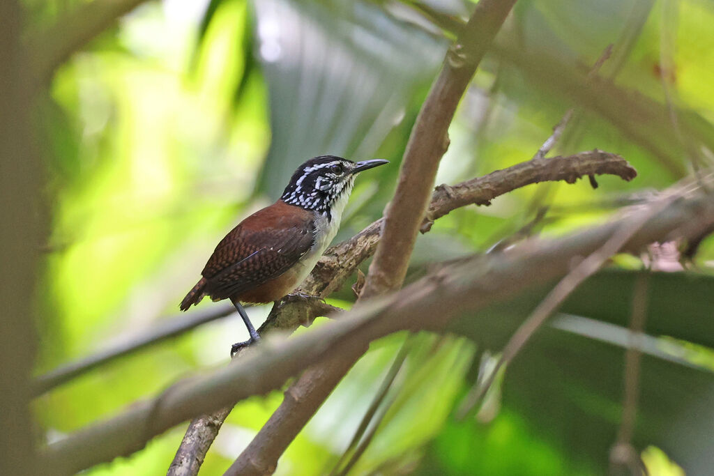 White-breasted Wood Wrenadult