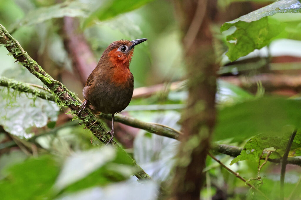 Troglodyte chanteuradulte