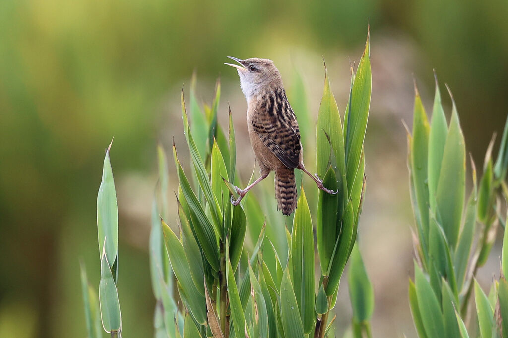 Troglodyte d'Apolinaradulte, chant