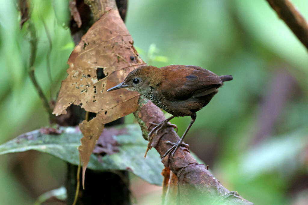 Troglodyte siffleuradulte