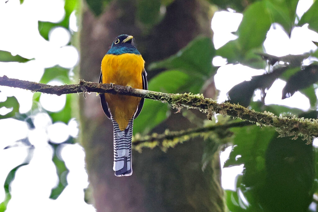 Trogon de Kerr mâle adulte