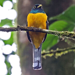 Trogon de Kerr