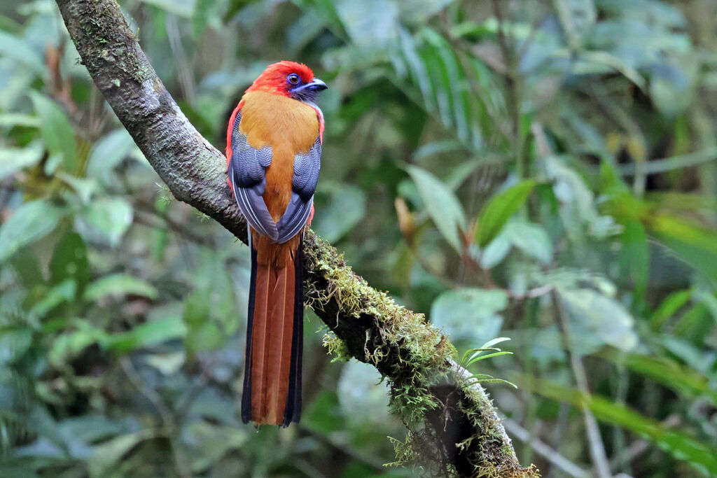 Whitehead's Trogon male adult