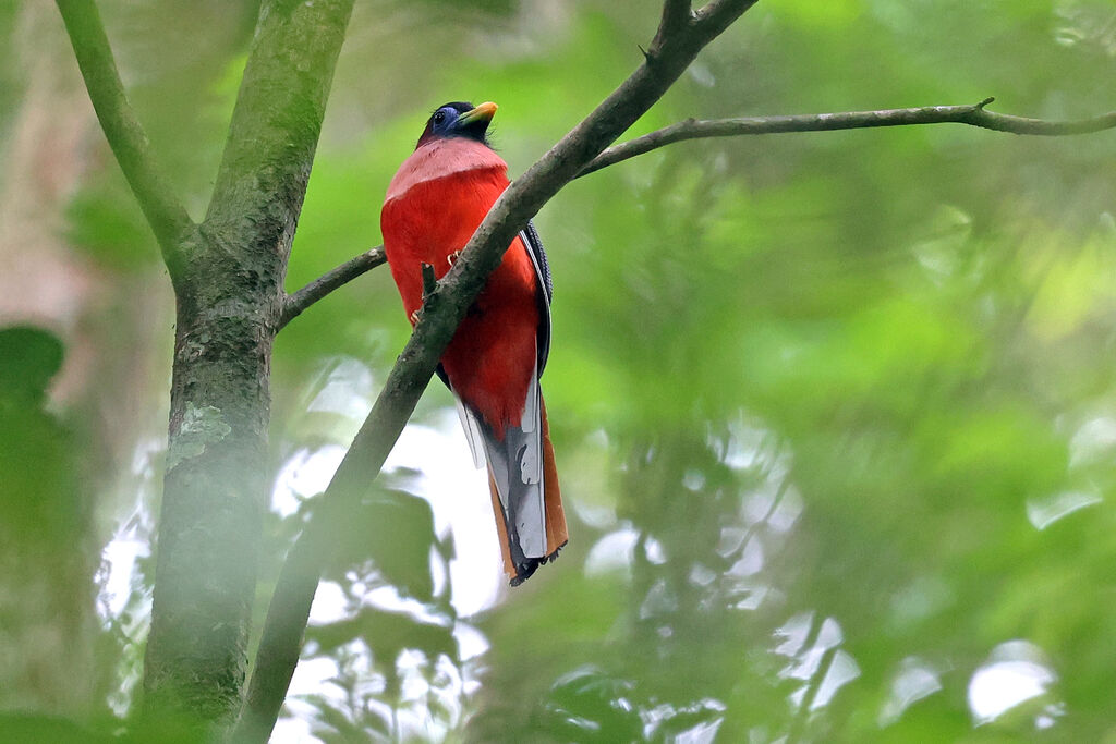 Trogon des Philippines mâle adulte
