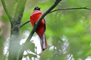 Trogon des Philippines
