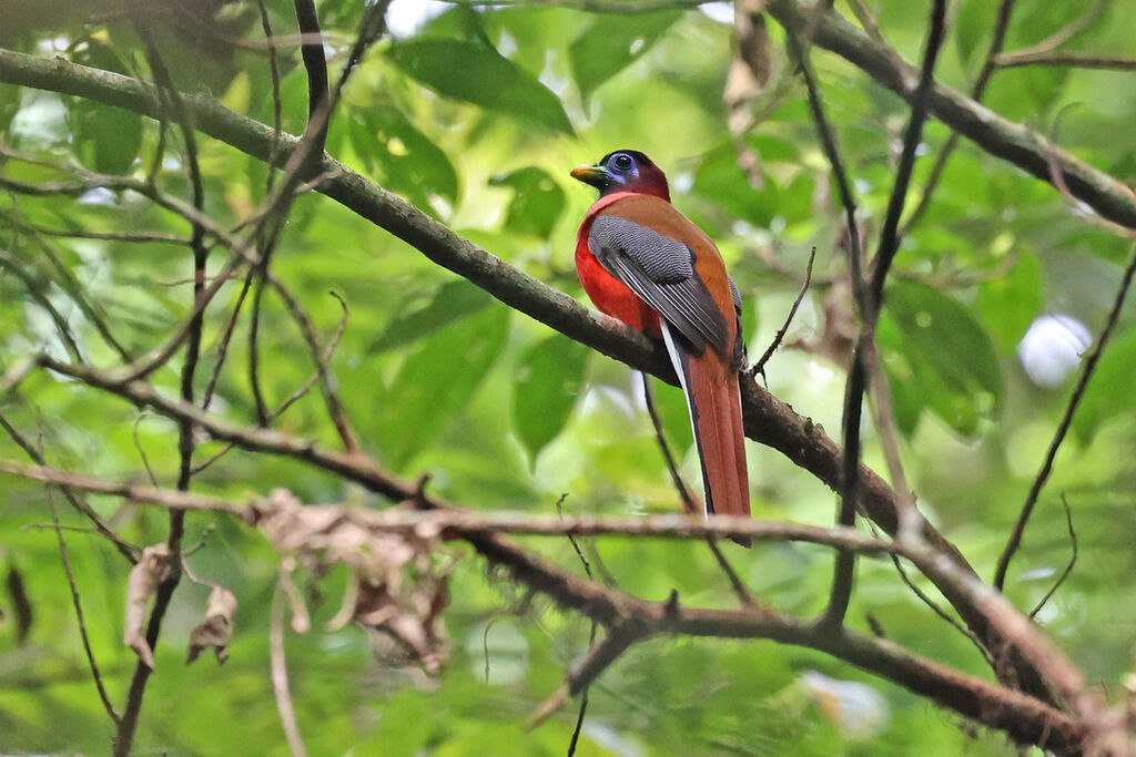 Trogon des Philippines mâle adulte