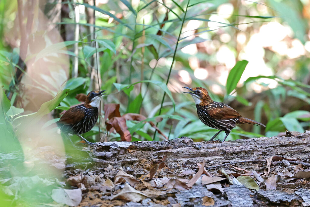 Falcated Wren-Babbleradult, song