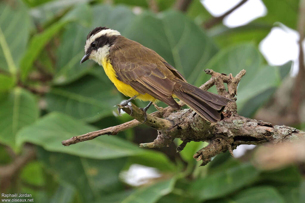 Tyran des llanosadulte, identification
